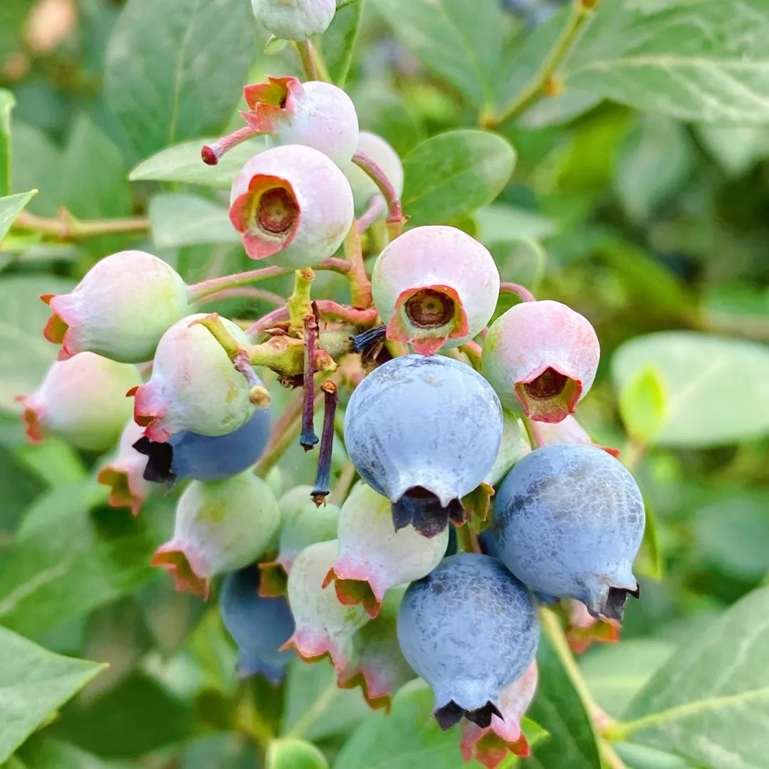 种木葵葵 一加仑蓝莓树苗盆栽带果家养种植 原盆原土发货