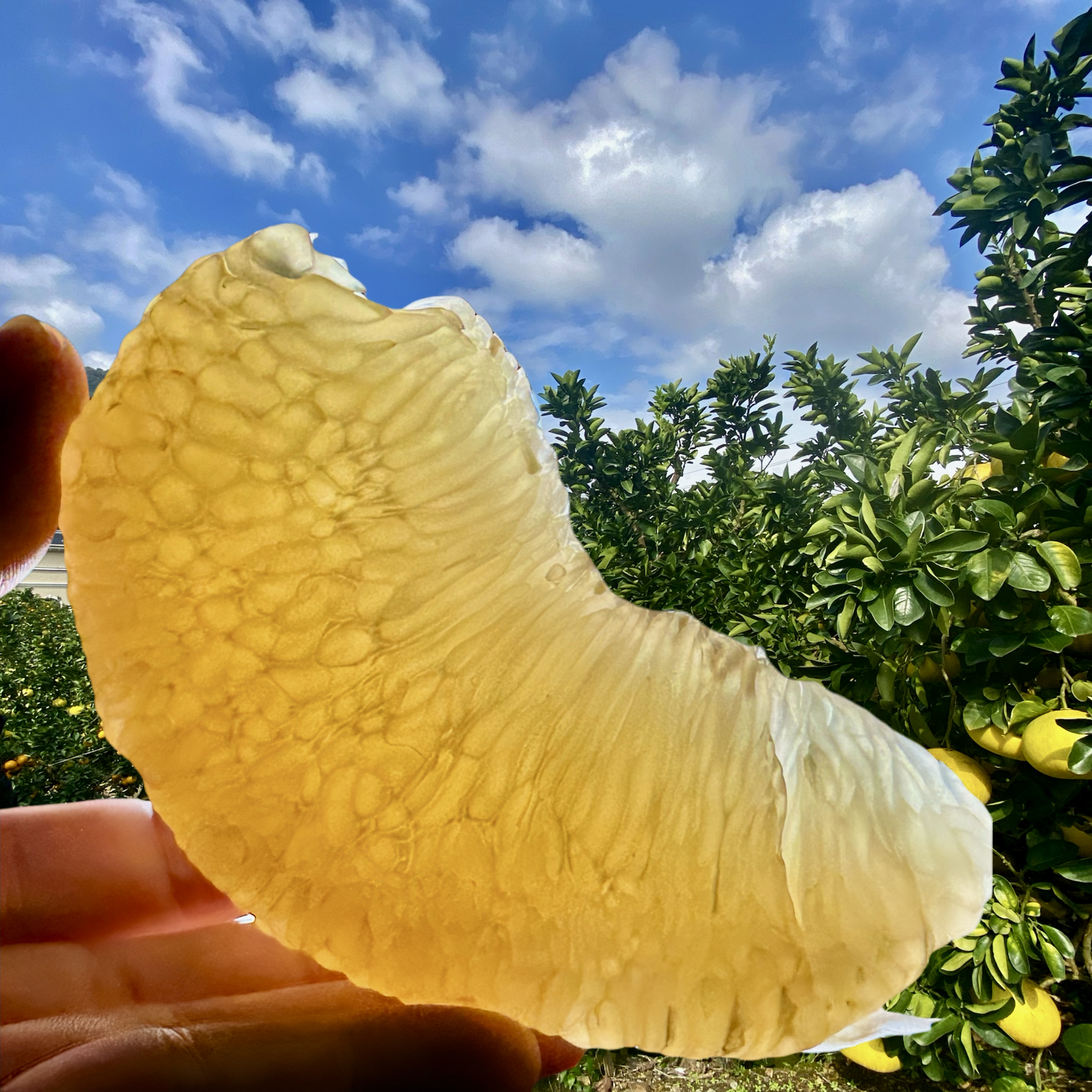 【玉环文旦柚】现摘现发坏果包赔新人尝鲜价好吃再回购2.5-20斤