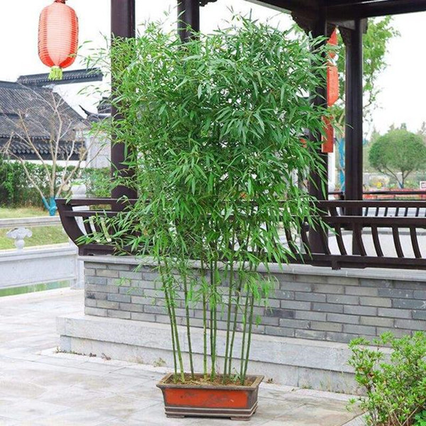 罗汉竹庭院竹苗盆栽地栽耐寒耐旱四季常青室内外观赏