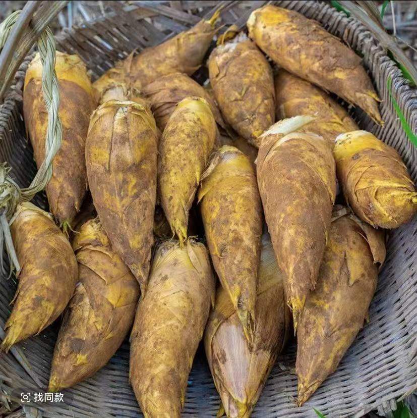 本地冬笋500g(1斤)春菜同城送