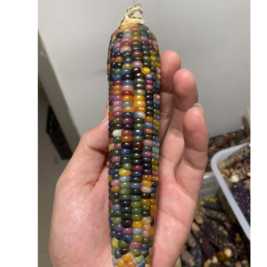 文玩玉米  直播间一物一拍