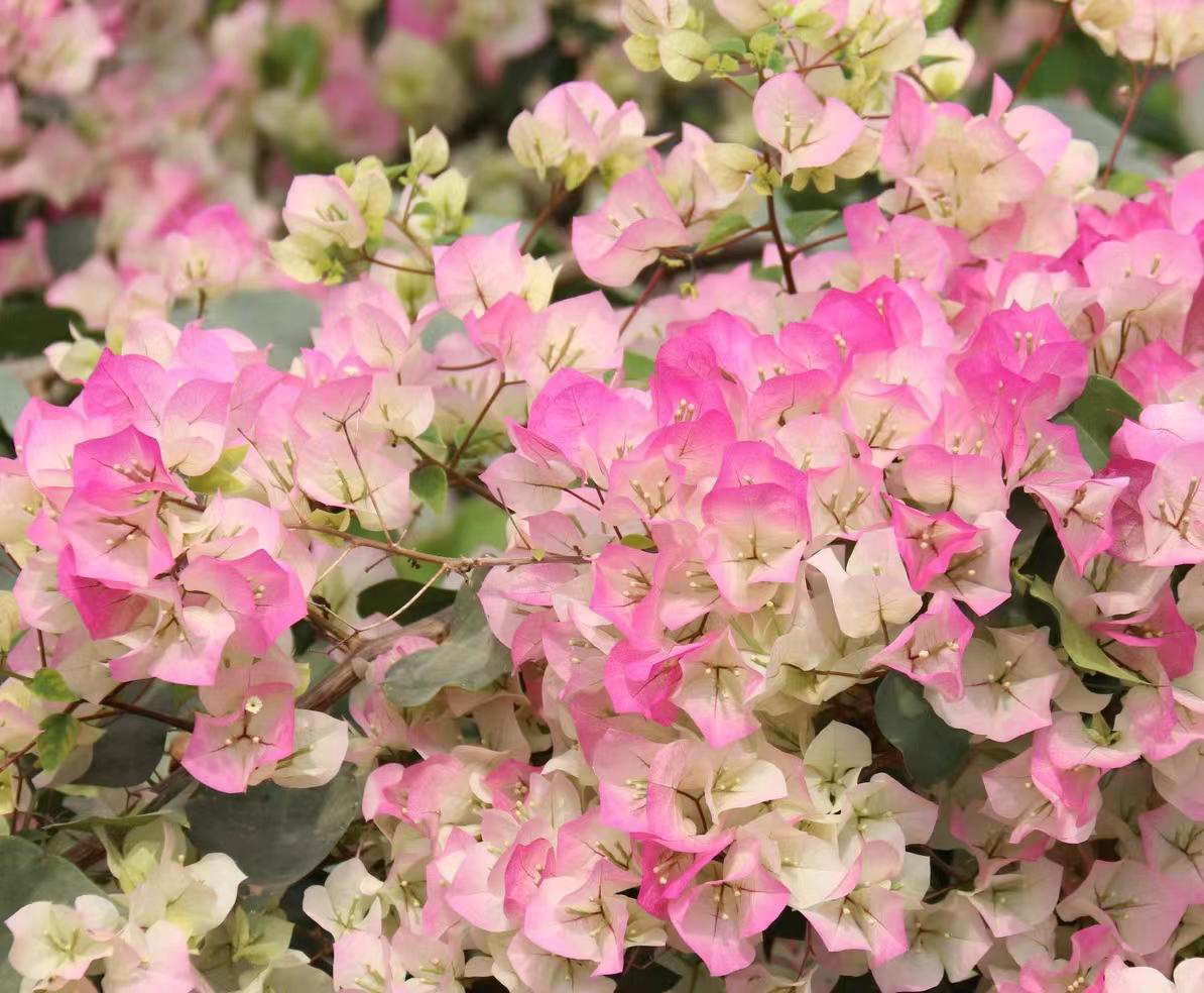 58（一物一拍）三角梅爬藤绿植绿植四季勤花