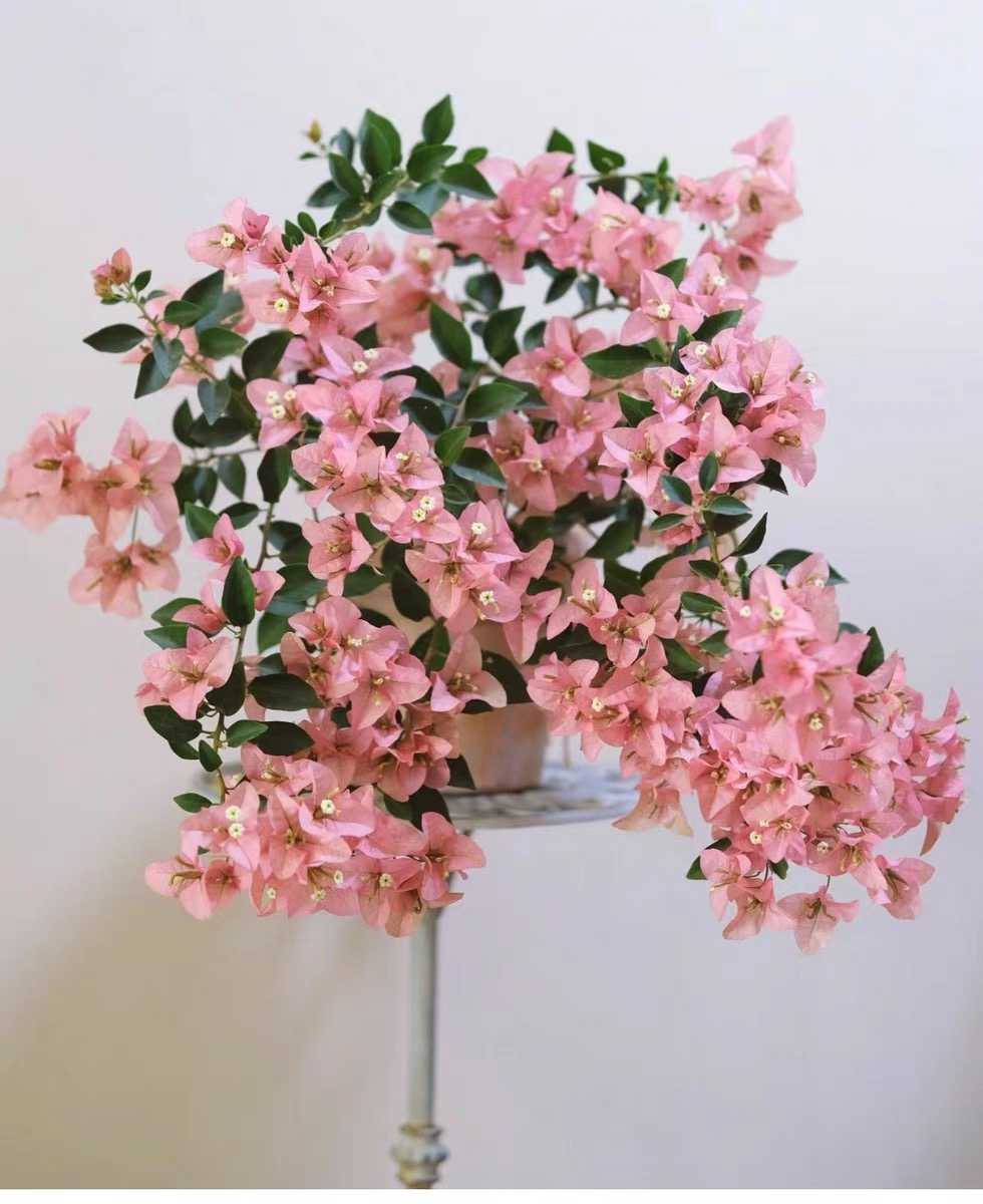 108三角梅老庄带盆带土勤花爆花耐高温爬藤庭院阳台