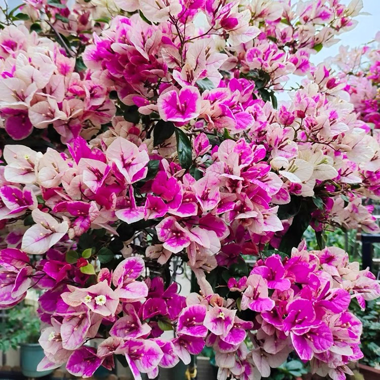 78四季勤花三角梅仙气飘飘基地直发