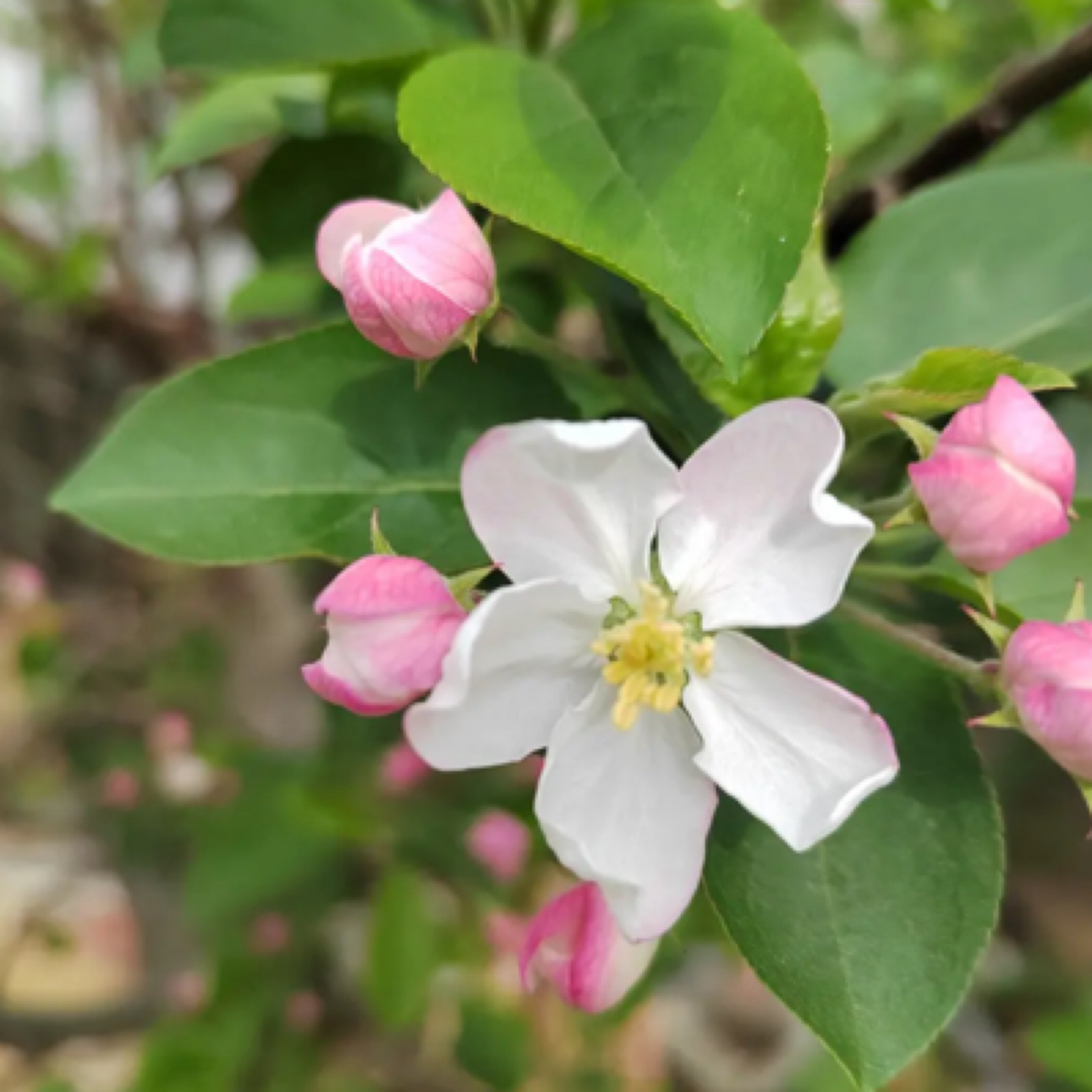 老桩提根造型海棠盆景阳台庭院种植易活好养耐寒