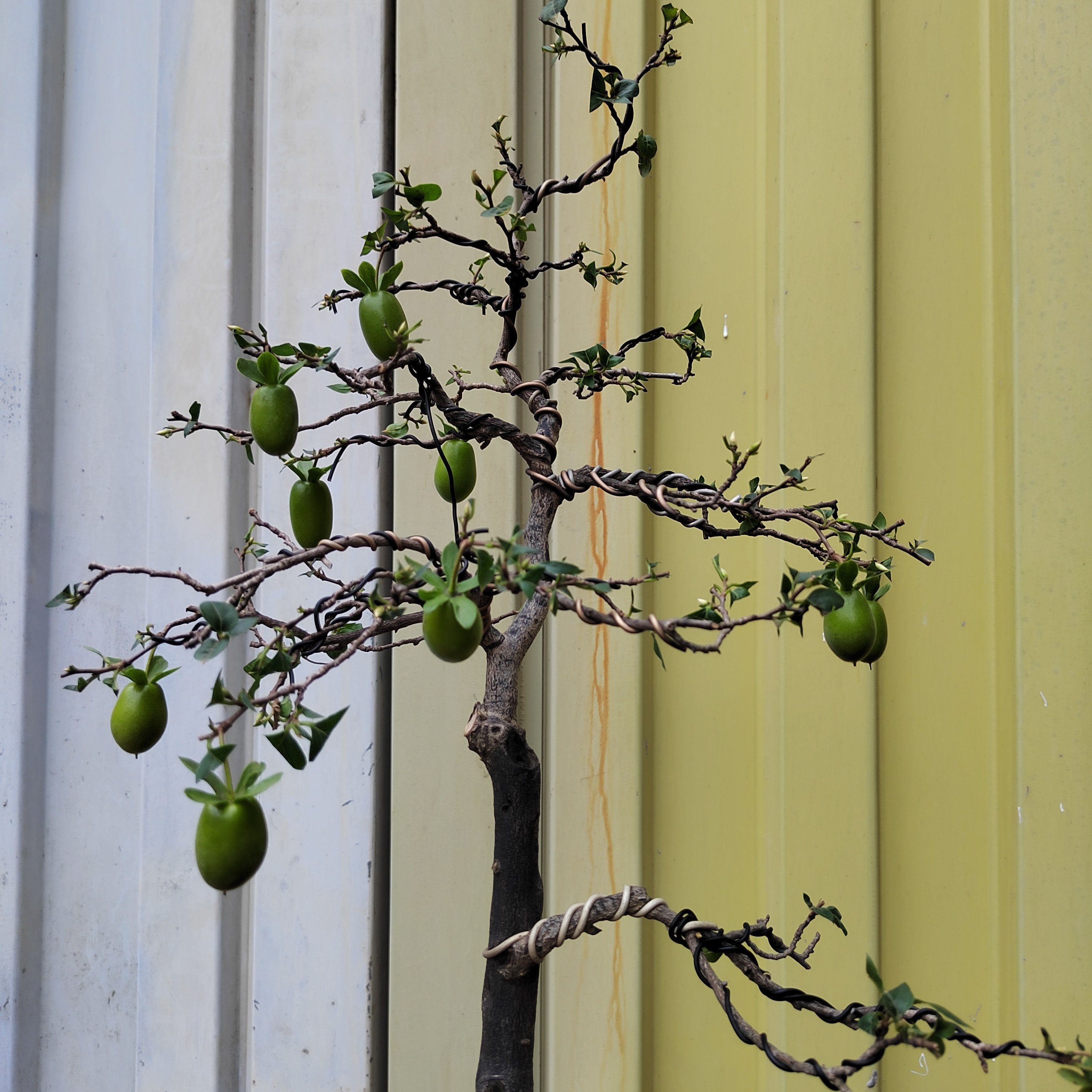 无品牌茎杆挺拔优美，果经经久不落，形似弹丸，又名金弹子。