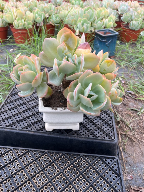 白凤群生老桩综合链接