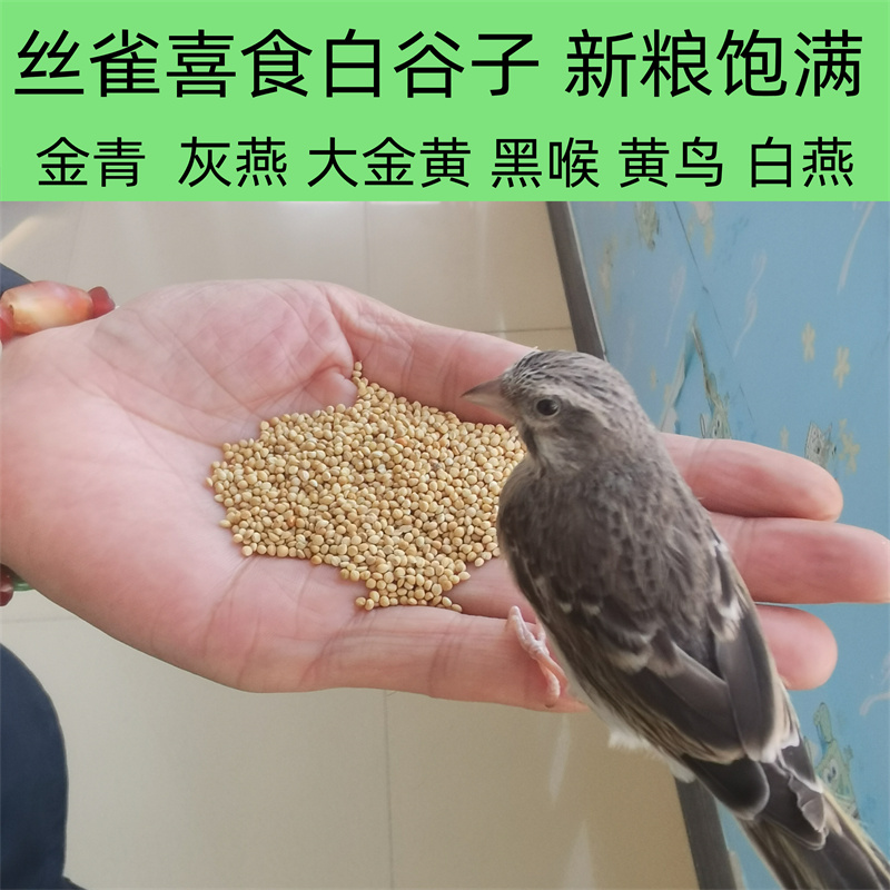 鸟食白谷子主粮谷子大粒谷子金青灰燕黑喉大金黄黄鸟麻料丝雀鸟粮