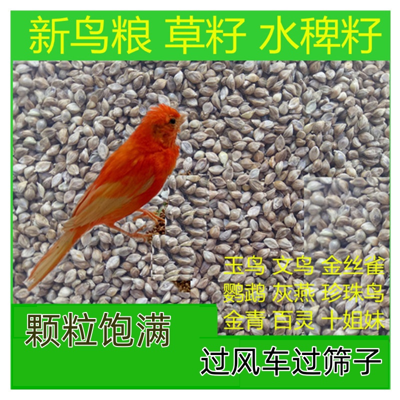 水稗子草籽稗子鸟食鸟粮芙蓉鸟玉鸟鹦鹉 大金黄文鸟金青灰燕麻料
