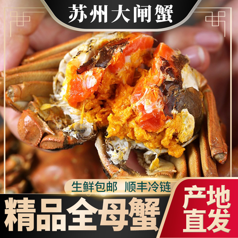 【活蟹现发】全母蟹2.6-2.3两【拍8发10只】H大闸蟹礼盒装顺丰包邮 H