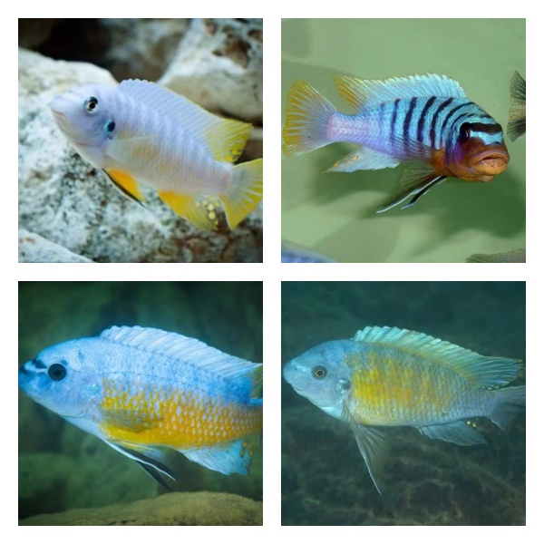 直播间下单链接野生三湖慈鲷拍下请备注相应格子缸号数