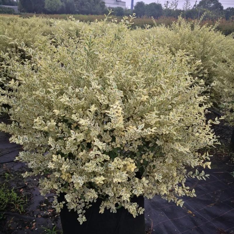 金姬小蜡球型塔型彩叶灌木花园阳台庭院观赏花镜植物耐寒耐热植物