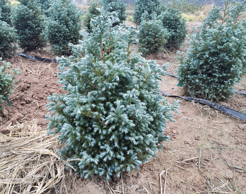 蓝色波尔瓦盆栽花苗小灌木室内外松柏蓝湖柏圣诞树花镜植物