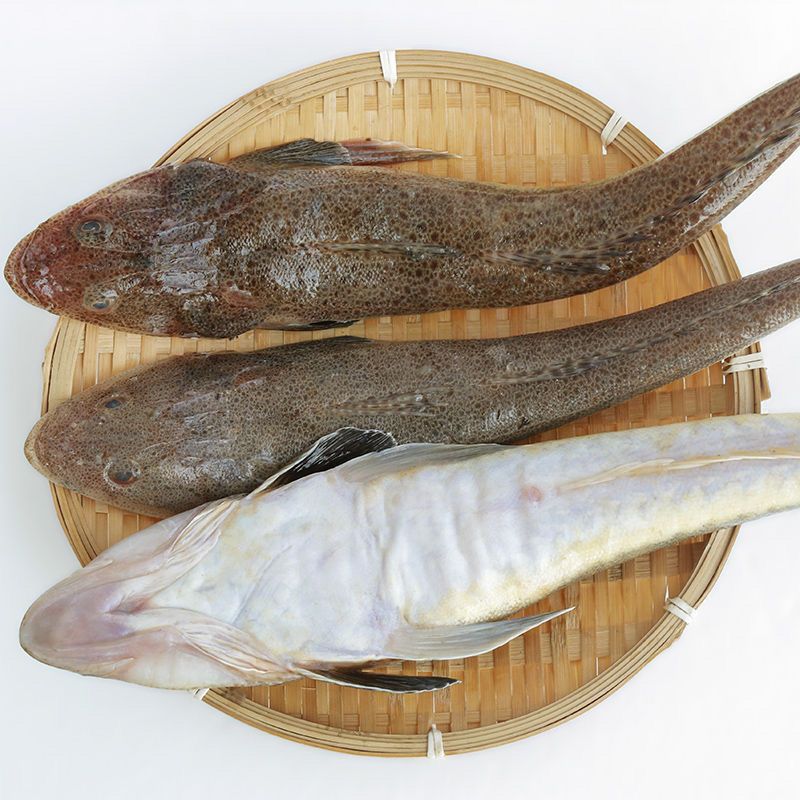 辫子鱼 狗腿鱼 牛尾鱼 