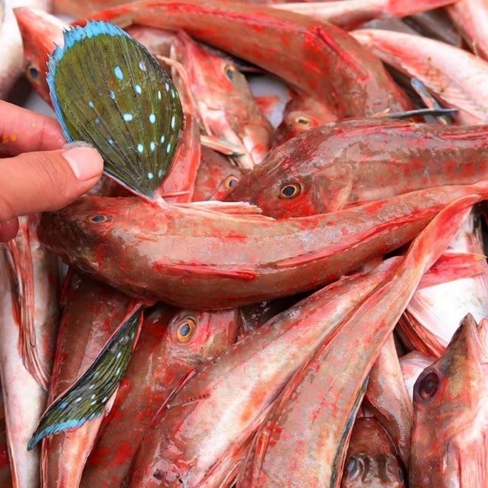 野生海捕红娘子鱼红头鱼顺丰包邮
