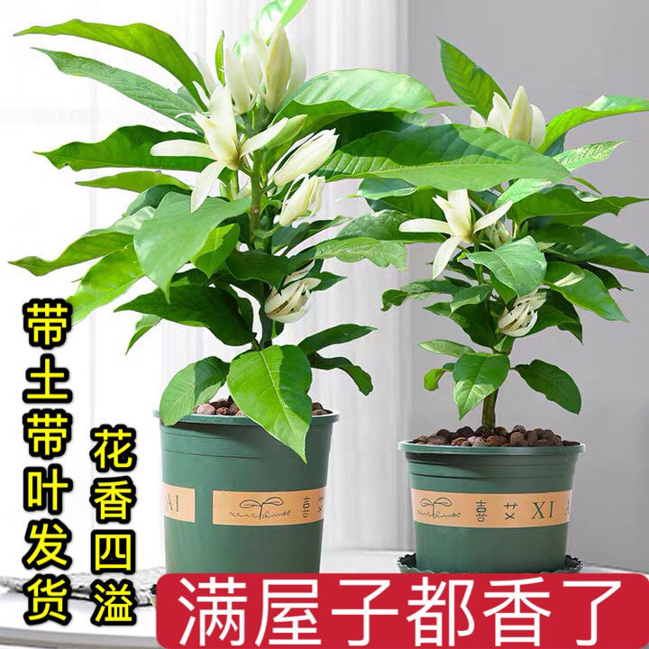 白兰花盆栽玉兰花树苗带花苞黄角兰室内庭院浓香花卉四季开花植物