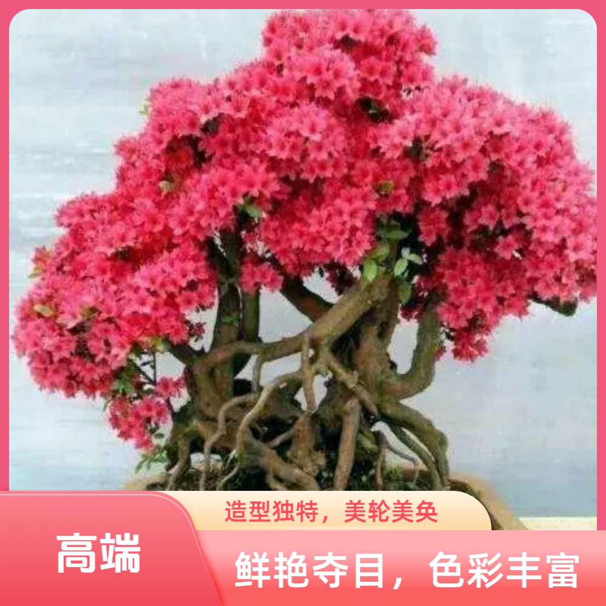 大别山腹地岳西映山红盆景人工种植鲜艳夺目色彩炫目