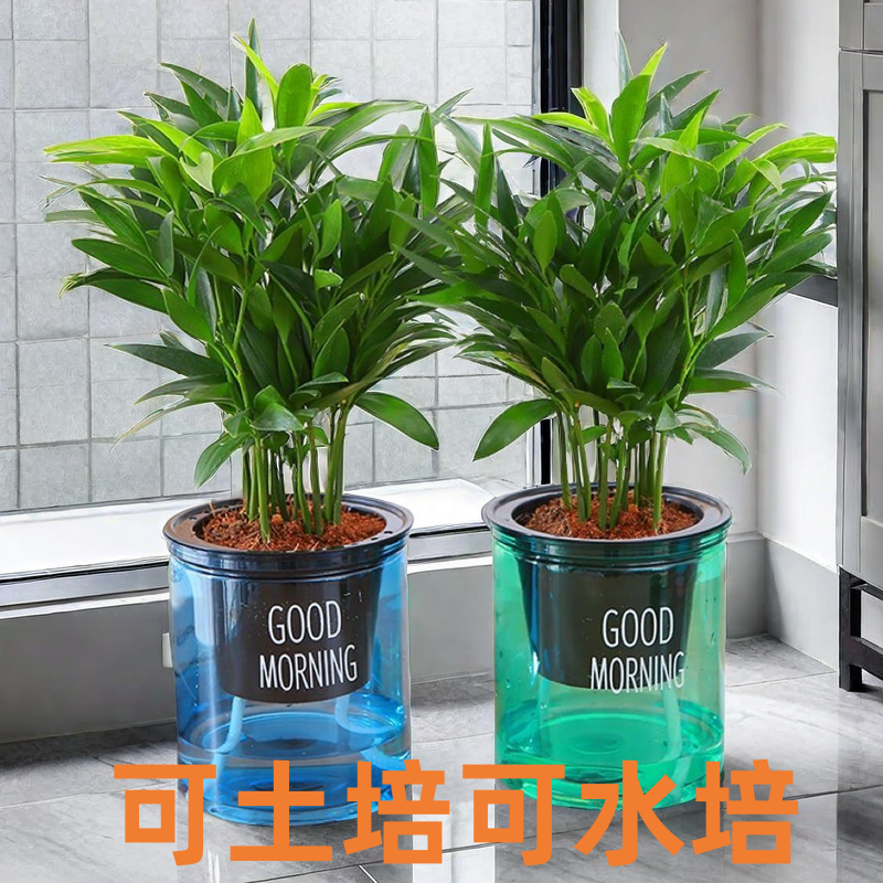 水养驱蚊竹柏水培绿植好养室内防蚊花卉植物盆栽办公室桌盆景客厅