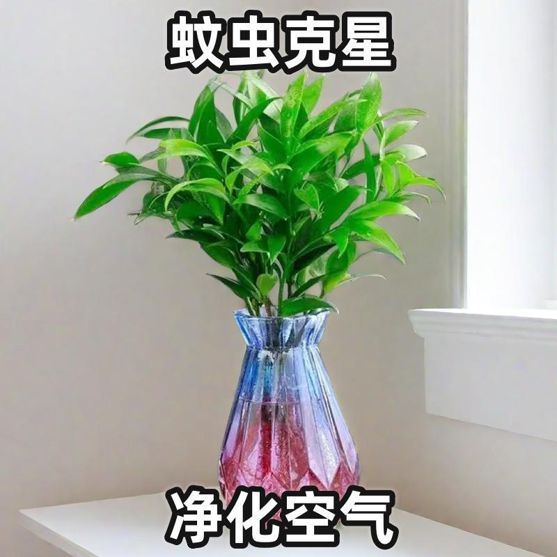 驱蚊竹柏客厅防蚊办公室内绿植植物盆栽花卉好养易活水培盆景水养