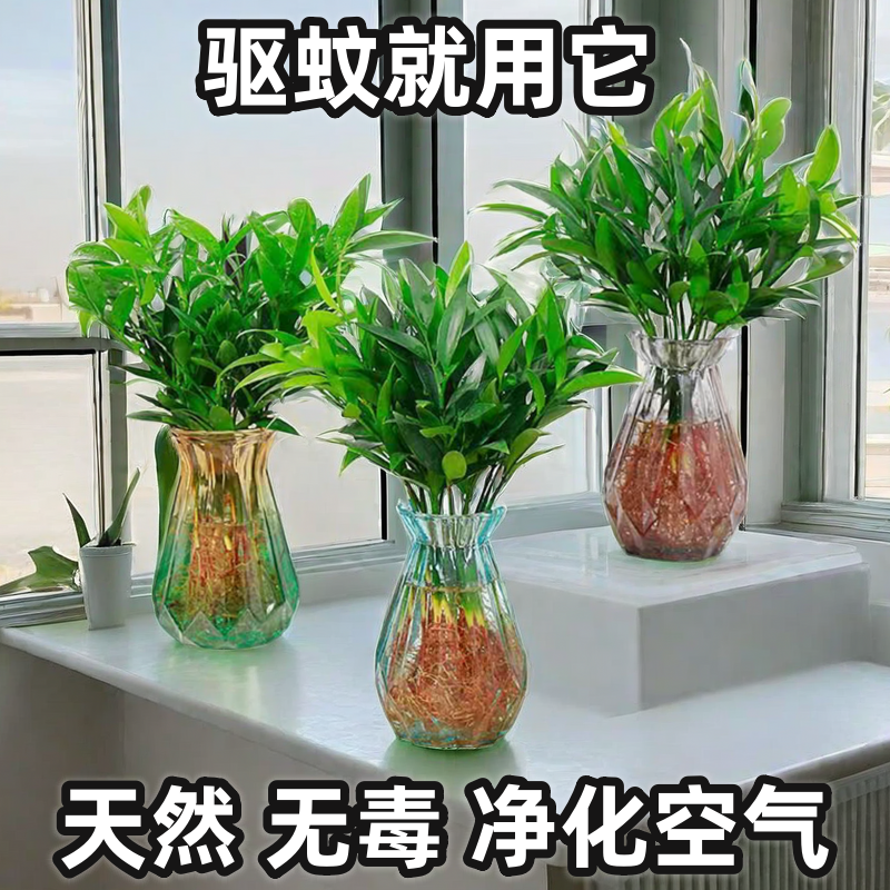 植物桌面驱蚊竹柏室内水养花卉夏日四季好养水培绿植盆景盆栽