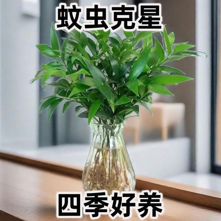 驱蚊竹柏办公桌绿色盆景防蚊虫水培观赏绿植盆栽好养客厅四季清新