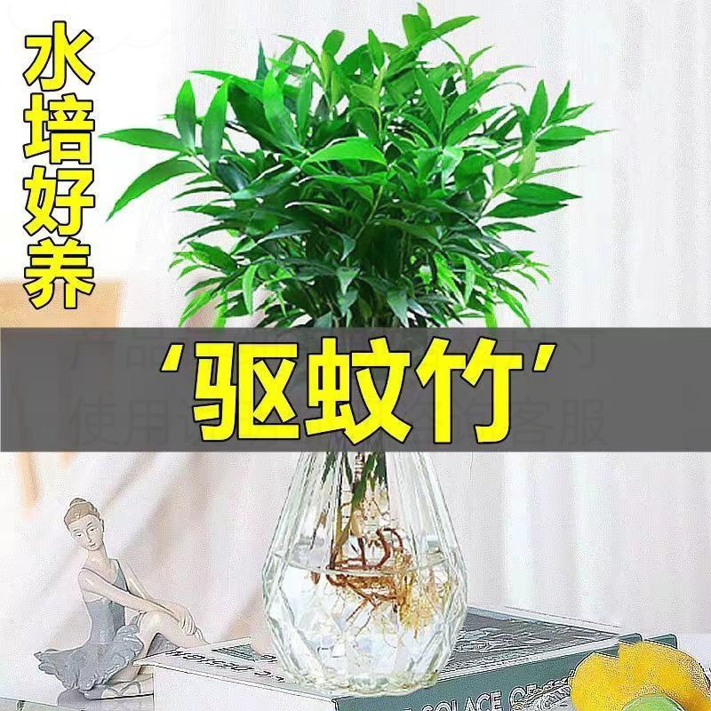 室内客厅驱蚊竹柏水培防蚊虫花卉办公室桌面植物好养易活盆景盆栽