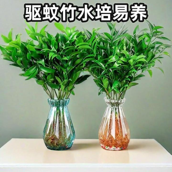 驱蚊竹柏好养易活防蚊花卉水养植物盆栽客厅绿植盆景水培办公室内