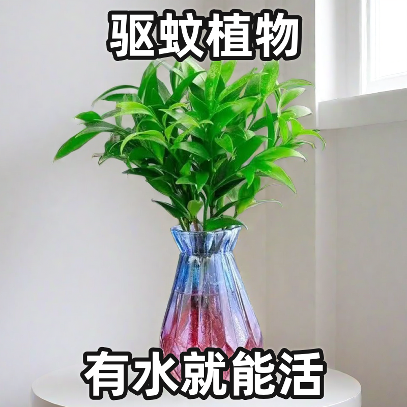 驱蚊竹柏防蚊好养易活水培办公室内植物盆栽客厅盆景花卉绿植水养