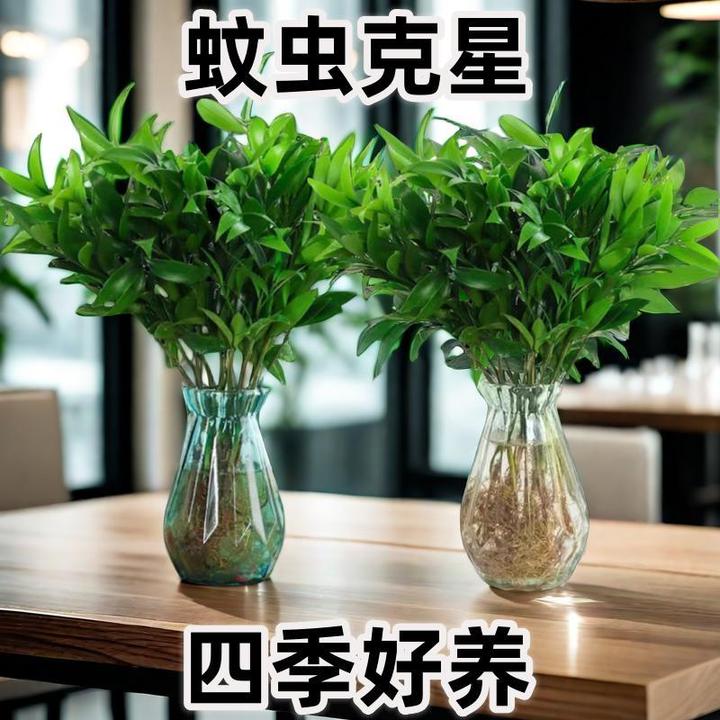 驱蚊竹柏室内花卉夏季防蚊植物盆景绿植水培水养四季好养桌面盆景