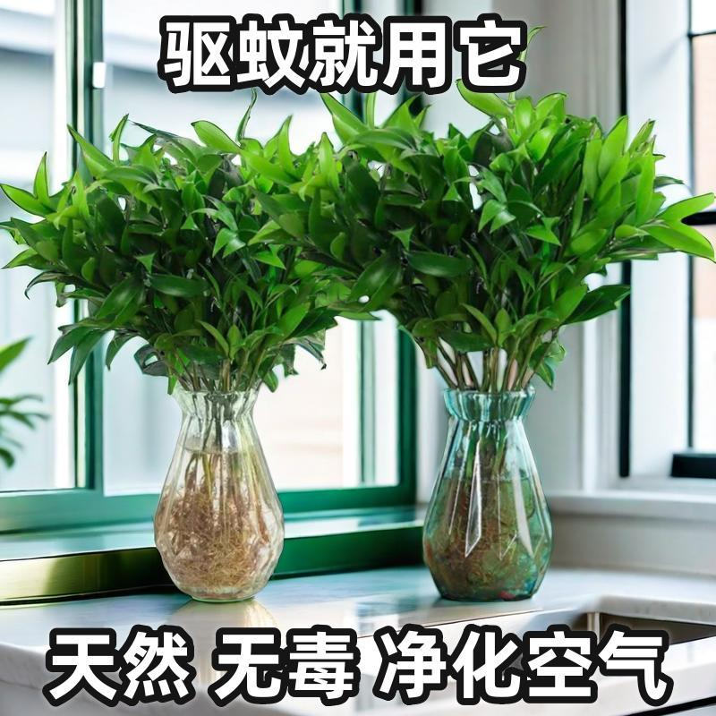 绿植花卉驱蚊竹柏夏季防蚊水培大气植物桌面四季好养盆景室内盆景