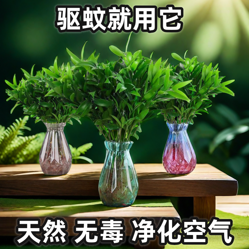 竹柏驱蚊竹常青防蚊富贵竹水养植物室内办公净化空气桌摆好养耐活