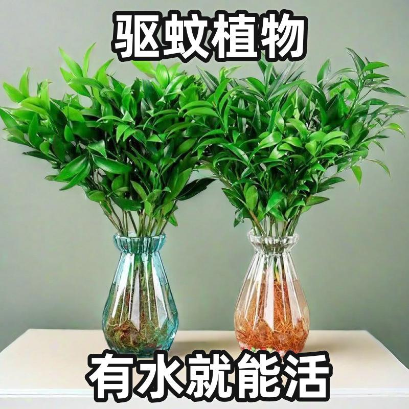 驱蚊竹柏花卉水养防蚊好养易活植物盆栽客厅绿植水培办公室内盆景