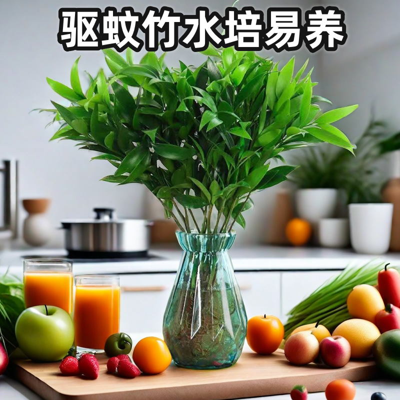 桌面盆景花卉驱蚊竹柏植物室内盆景水培绿植四季好养夏季防蚊大气