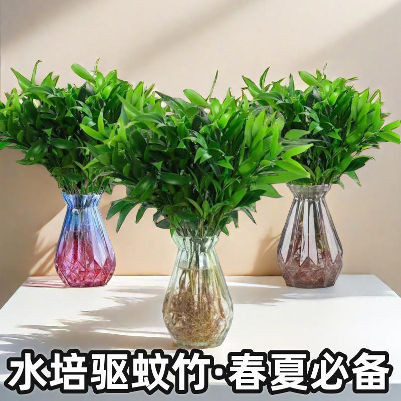 四季好养绿植水培植物盆景花卉驱蚊竹柏大气盆景室内桌面夏季防蚊