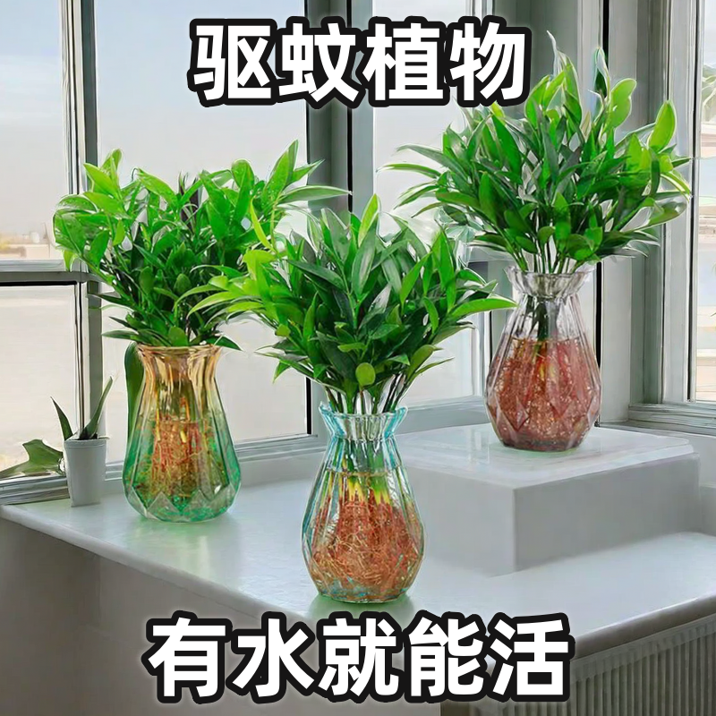 好养易活驱蚊竹柏盆栽办公室桌面水培花卉植物防蚊虫室内客厅盆景