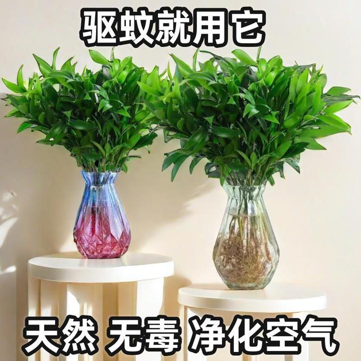 驱蚊竹柏盆景盆景室内水培水养花卉四季好养夏季防蚊植物桌面绿植