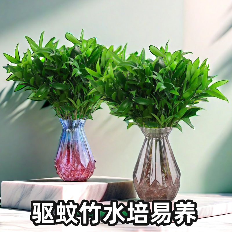 驱蚊竹盆栽绿植竹柏耐活水养盆景好养四季常青花卉玻璃瓶净化空气