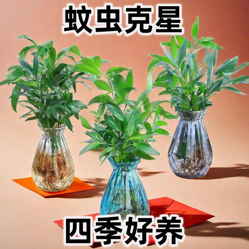 水培驱蚊竹柏盆景四季好养防蚊绿植盆栽客厅植物花卉办公室桌室内