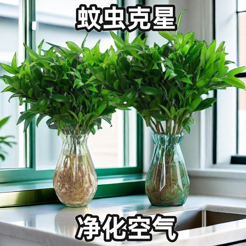 水培四季好养室内盆景桌面大气绿植植物夏季防蚊盆景花卉驱蚊竹柏