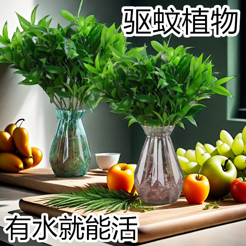 驱蚊竹盆栽竹柏四季常青绿植水养盆景好养净化空气花卉玻璃瓶耐活