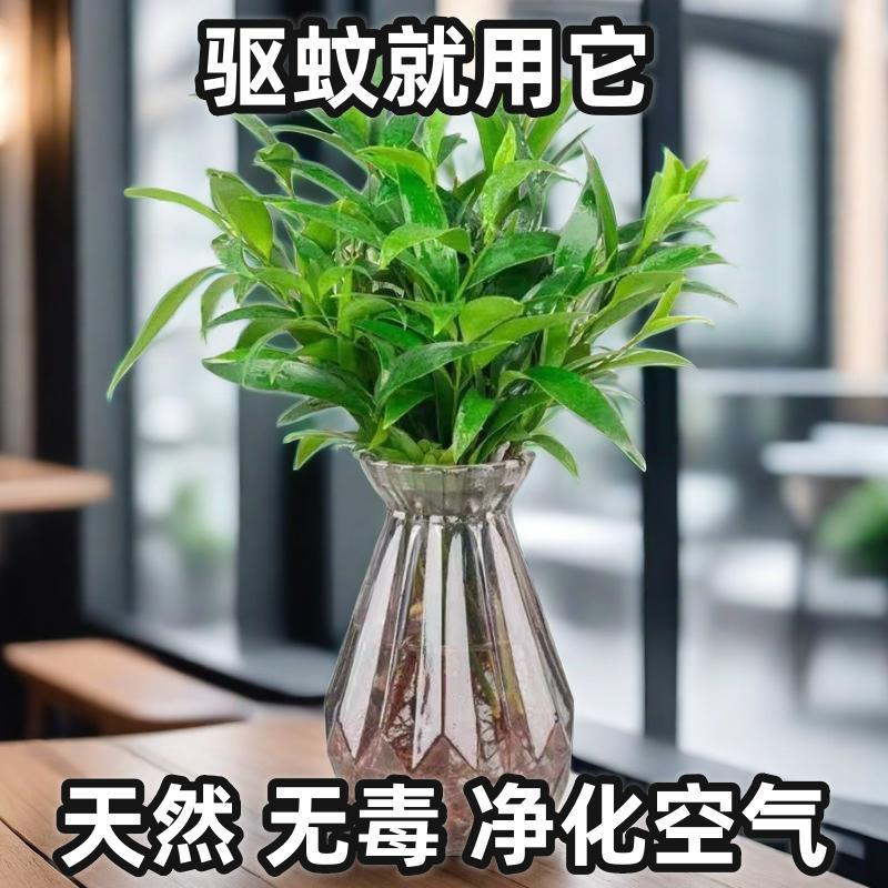 驱蚊竹柏水养花卉防蚊客厅植物盆栽水培绿植好养易活办公室内盆景