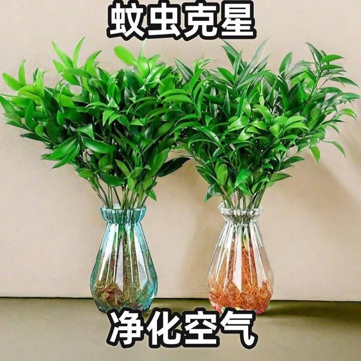 水培驱蚊竹柏客厅植物办公室桌防蚊绿植盆栽四季好养花卉室内盆景