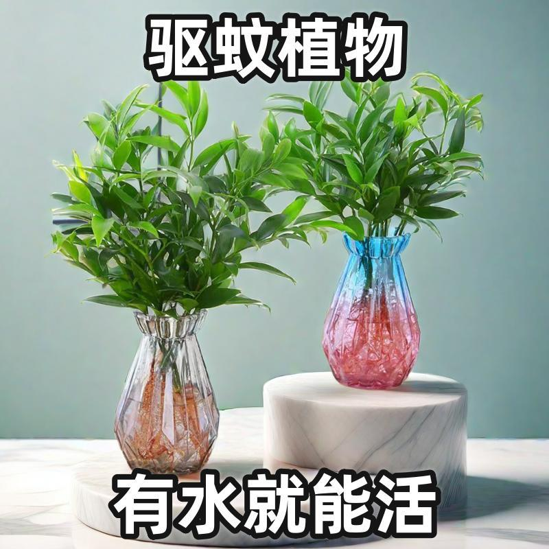 水培竹柏驱蚊竹四季常青盆栽室内防蚊虫绿植盆景办公室桌好养不死