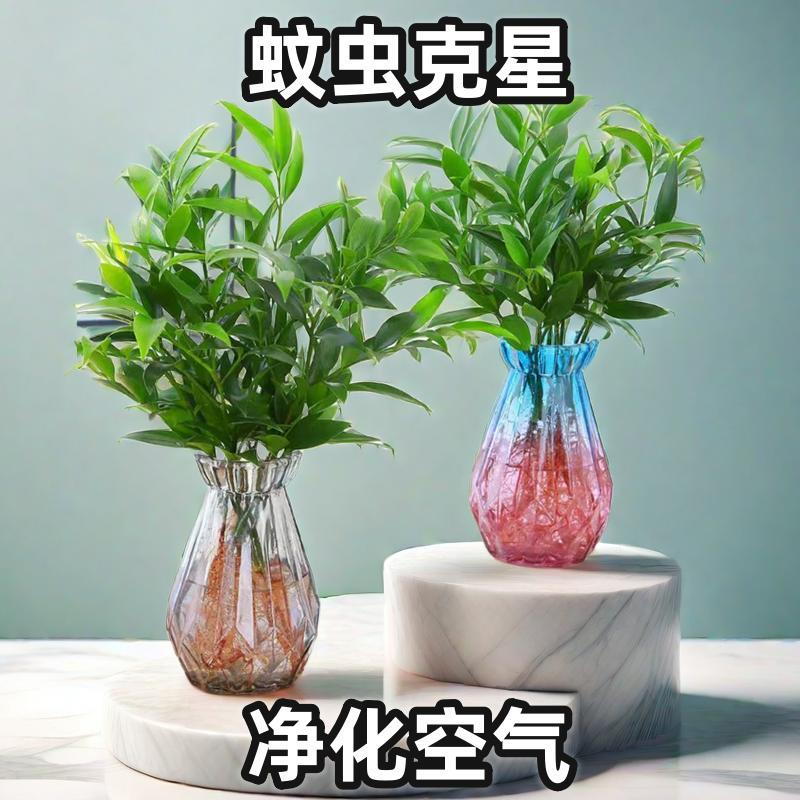 水培竹柏驱蚊竹四季常青办公室桌室内防蚊虫绿植盆景盆栽好养不死