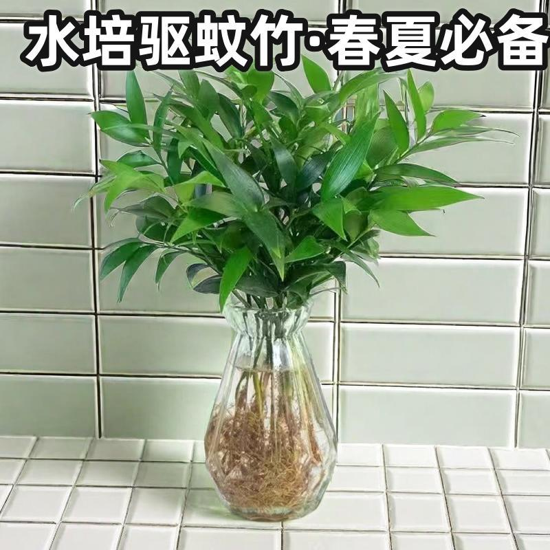 水培驱蚊竹柏办公室内盆景好养易活植物盆栽客厅花卉水养绿植防蚊