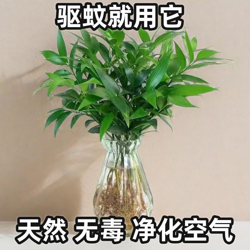 驱蚊竹柏办公桌绿色盆景防蚊虫水培植物客厅四季常青好养绿植盆栽