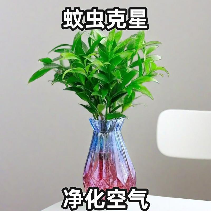 水培驱蚊竹柏花卉室内防蚊绿植盆栽四季好养办公室桌盆景客厅植物