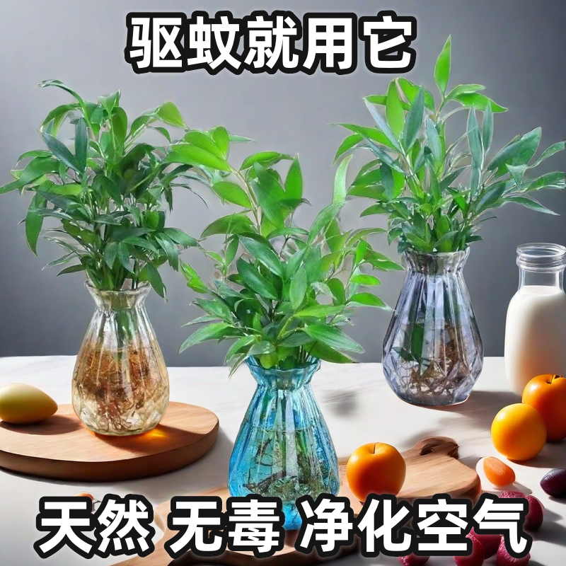 水培竹柏驱蚊竹盆栽盆景室内防蚊虫绿植四季常青办公室桌好养不死