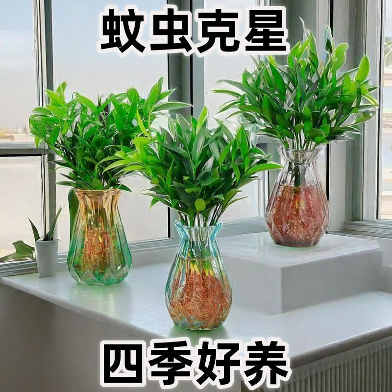 驱蚊竹柏盆景盆栽好养易活室内客厅花卉植物水培办公室桌面防蚊虫