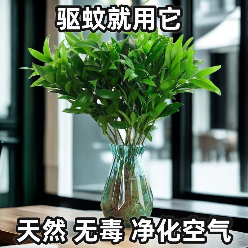 四季好养室内盆景植物驱蚊竹柏夏日绿植盆栽花卉水养水培桌面